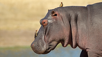 Close up of a hippopotamus' head with a bird on it's nose and neck